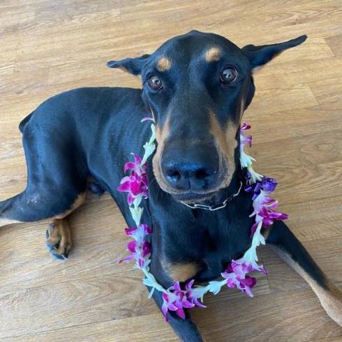 アロハなドーベルマン