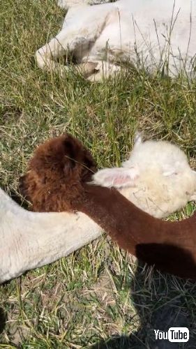 首をクロスさせて寝るアルパカたち