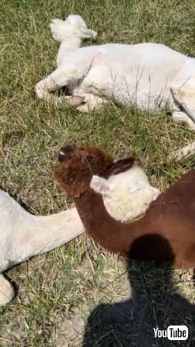 首をクロスさせて寝るアルパカたち