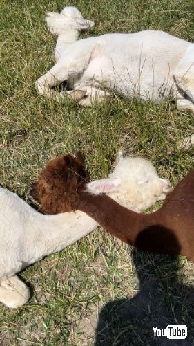 首をクロスさせて寝るアルパカたち