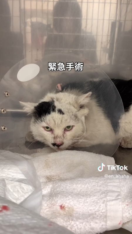 エリザベスカラー八べぇさん