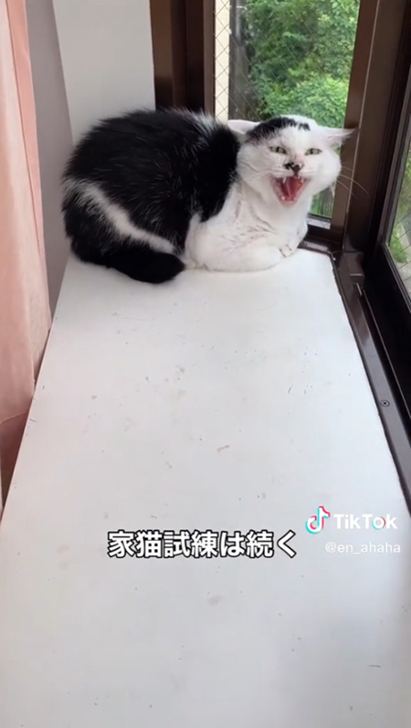 窓際で威嚇八べぇさん