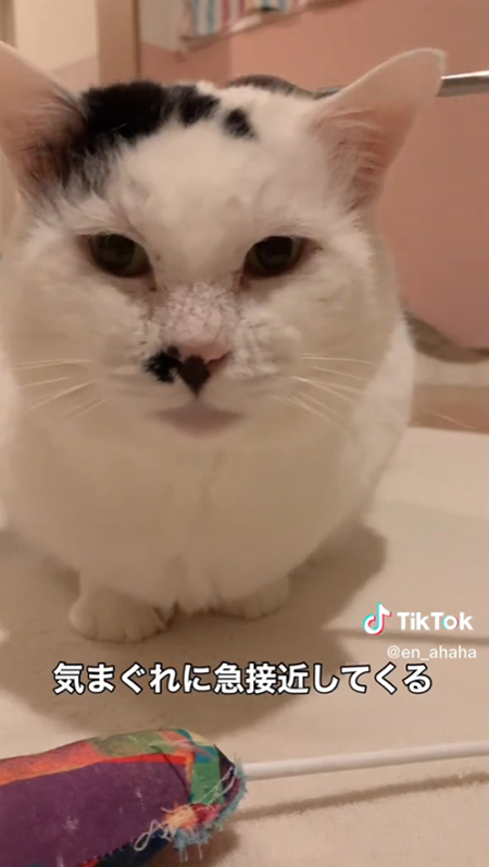 気まぐれに急接近