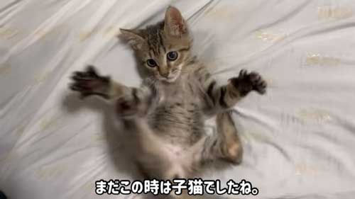 子猫を保護して1年