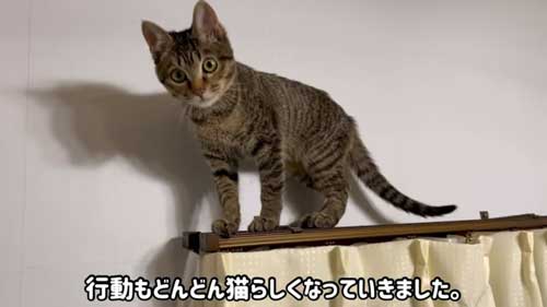子猫を保護して1年