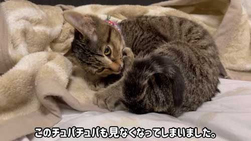 子猫を保護して1年