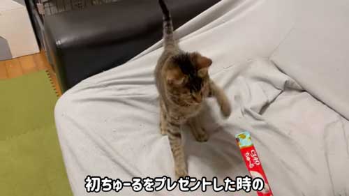 子猫を保護して1年