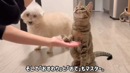 子猫を保護して1年