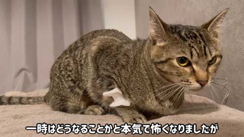 子猫を保護して1年