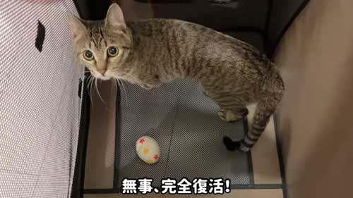 子猫を保護して1年