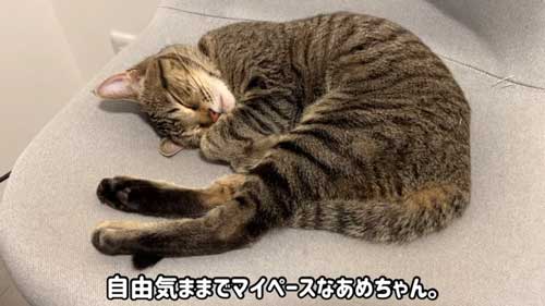 子猫を保護して1年