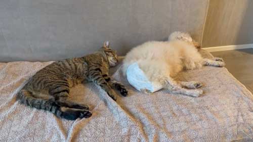 子猫を保護して1年