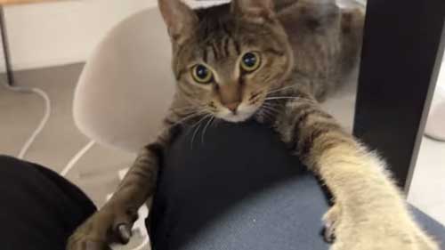 子猫を保護して1年