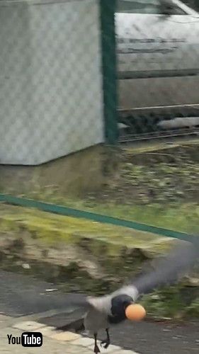 卵泥棒をするカラス