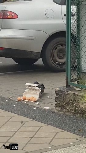 卵泥棒をするカラス