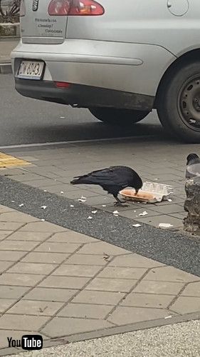 卵泥棒をするカラス