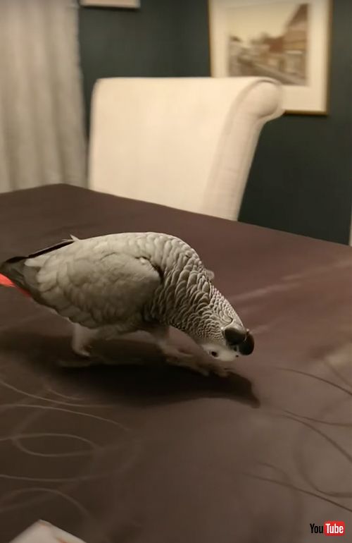 頭をくるんとするヨウム