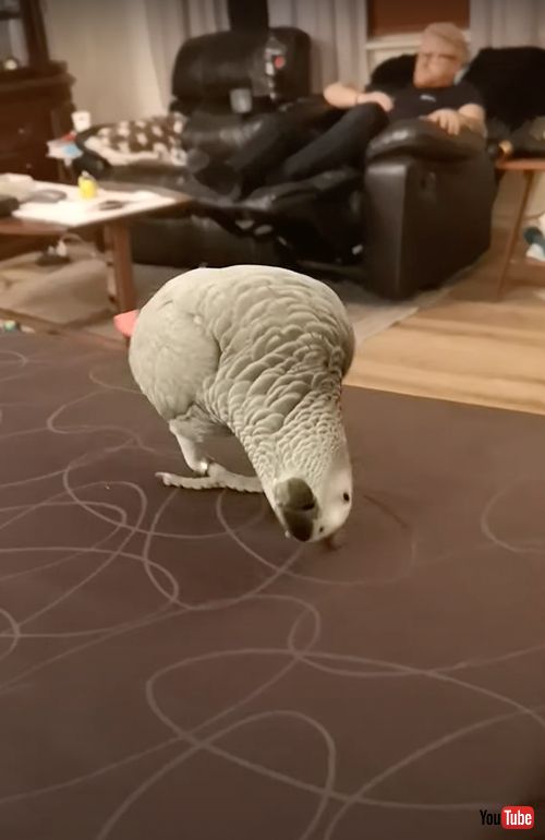 頭を逆さまにして歩くヨウム