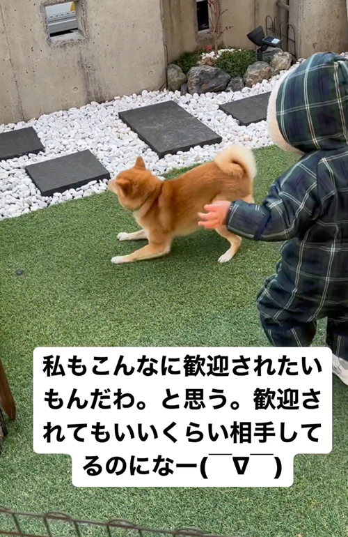 配達員好き犬