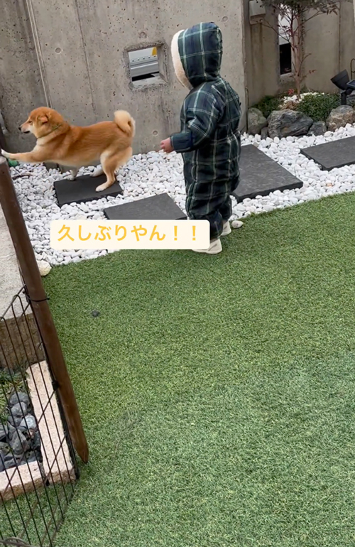 生協さんのことが好きすぎる柴犬