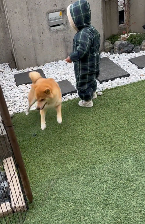 生協さんのことが好きすぎる柴犬