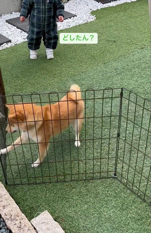 生協さんのことが好きすぎる柴犬