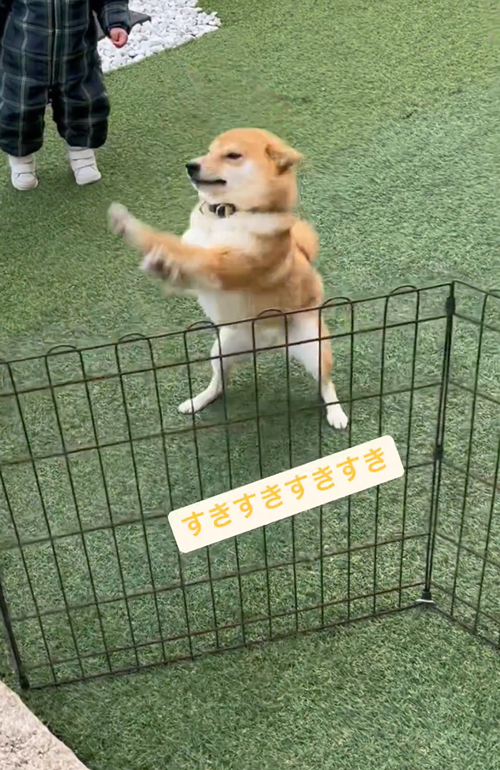 生協さんのことが好きすぎる柴犬