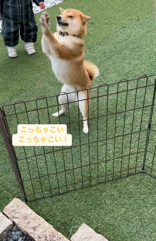生協さんのことが好きすぎる柴犬