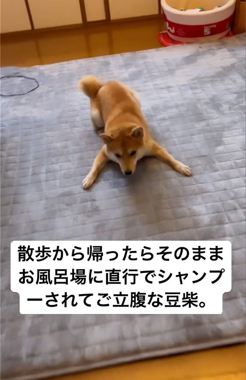 シャンプーされてご立腹な柴犬