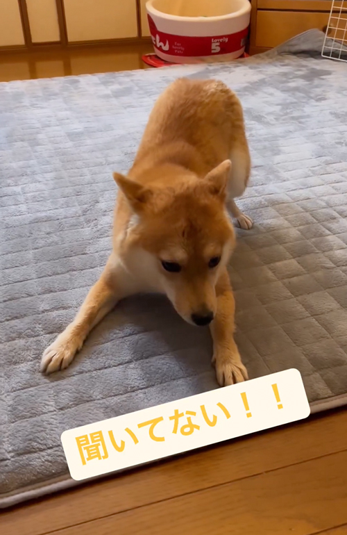 シャンプーされて不機嫌な柴犬