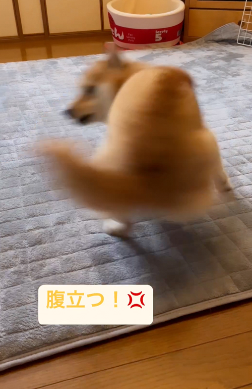 シャンプーされて不機嫌な柴犬