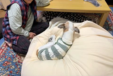 洋服着て寝るワンコ後ろ姿