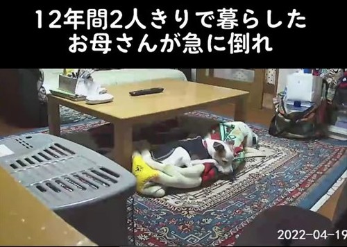 ワンコ再会