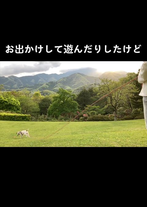 伏せして正面見るワンコ