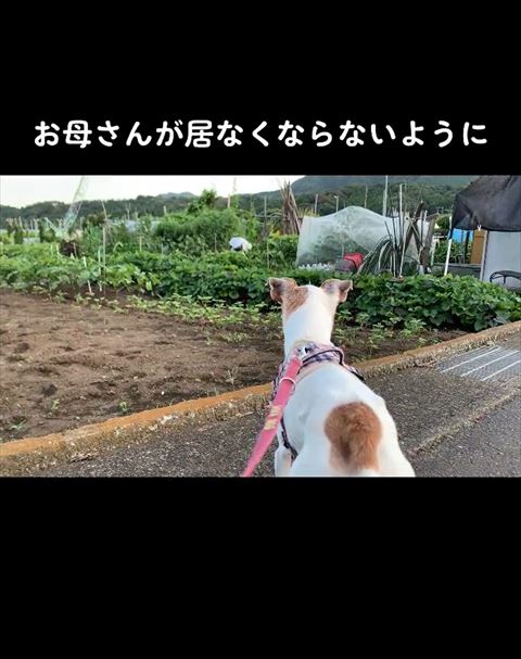 お母さんがいなくならないようにテロップ