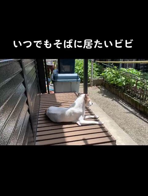 いつでもそばにいたいテロップ