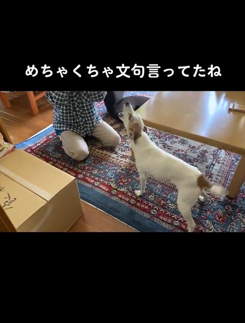 めちゃくちゃ文句テロップ