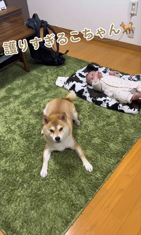 伏せして正面見るワンコ