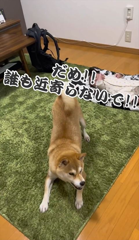 誰も近寄らないでテロップ