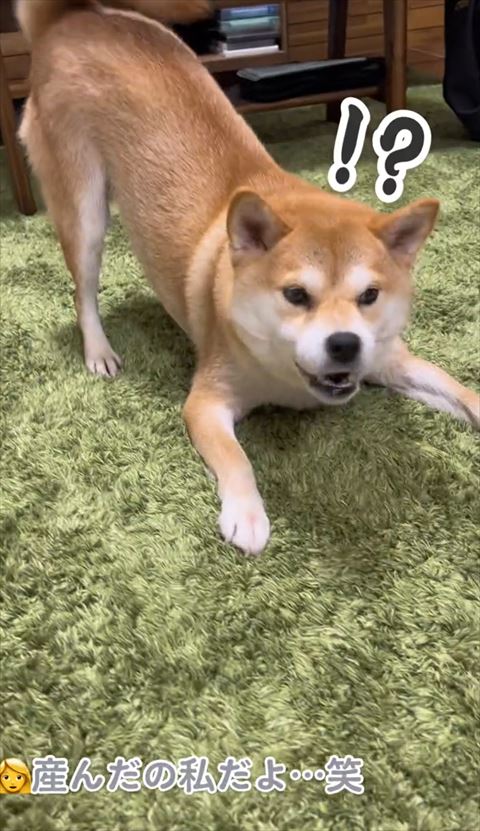 お尻あげてびっくりしているワンコ