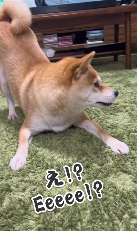 画面右見てびっくりしているワンコ