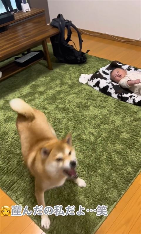 吠えてるワンコ