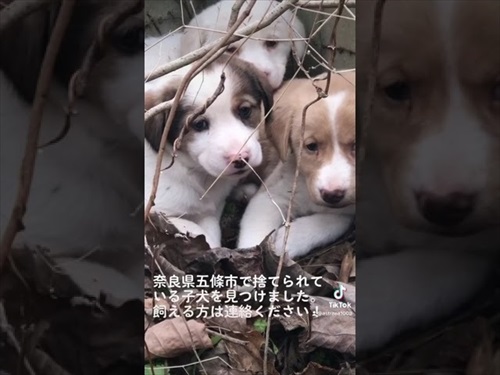 奈良の捨て子犬