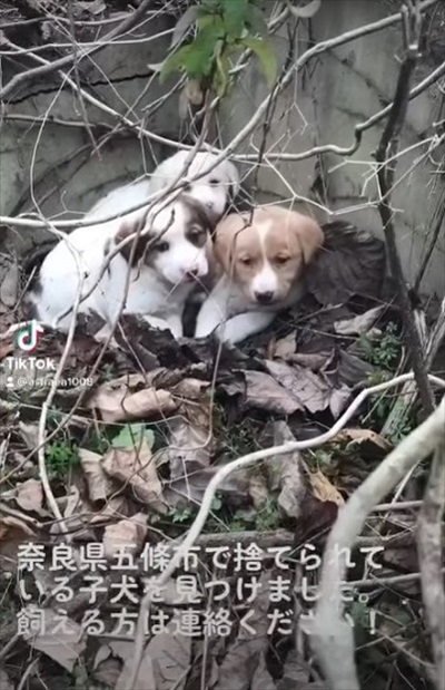 奈良の捨て子犬