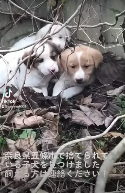 奈良の捨て子犬
