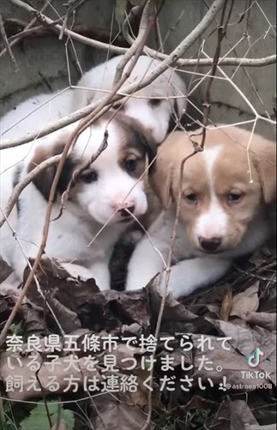 奈良の捨て子犬