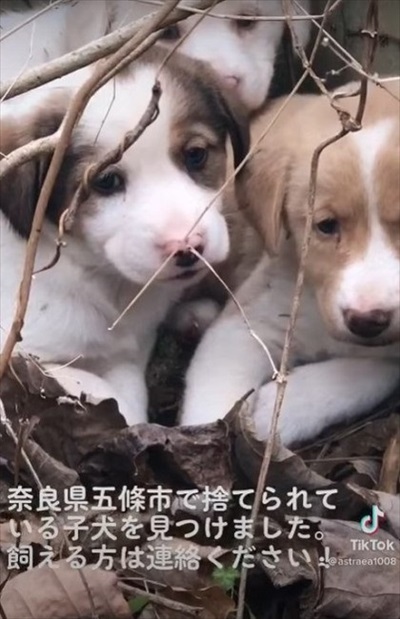 奈良の捨て子犬