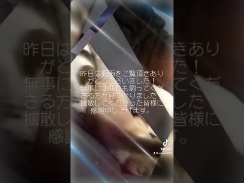 奈良の捨て子犬