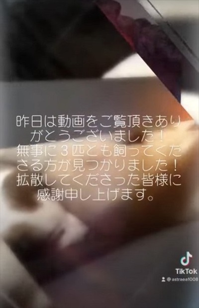 奈良の捨て子犬