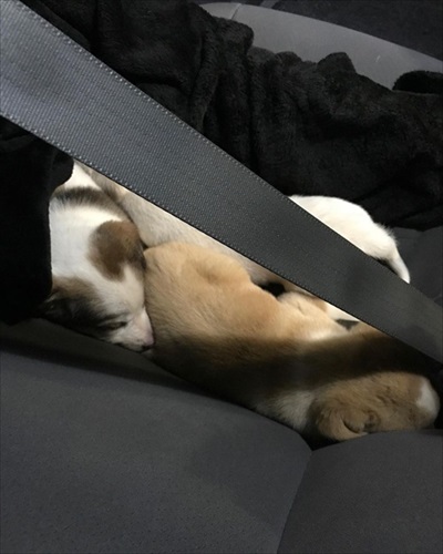 奈良の捨て子犬